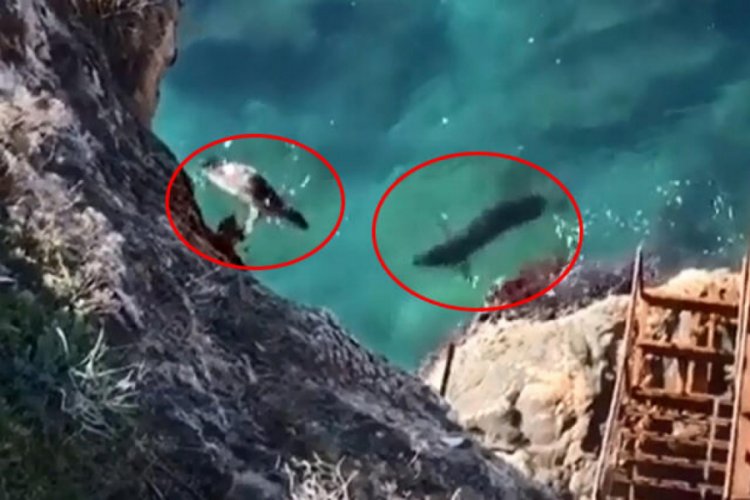 "Akdeniz foklarını yatak odalarında rahat bırakın"