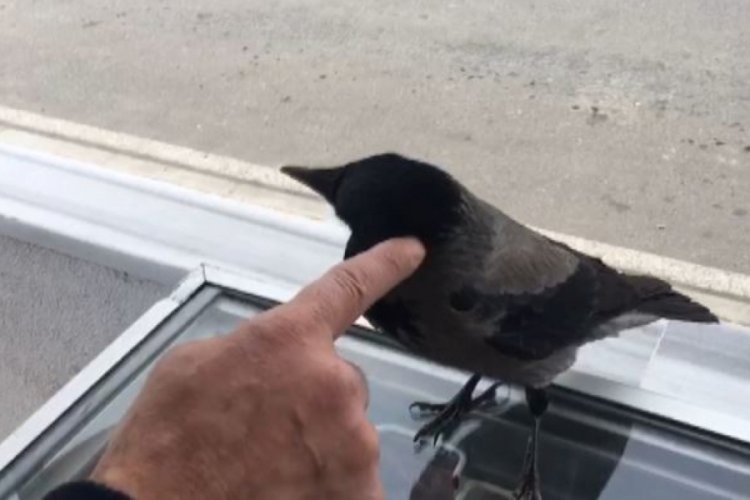 "Hırsız karga" bu kez 5 lira ile u&ccedil;tu
