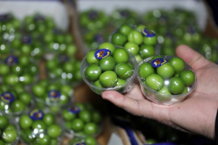 Yeşil eriğin kilosu 750 TL'den piyasaya &ccedil;ıktı