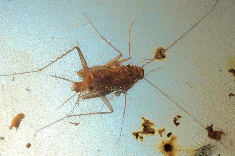 Dinozor &ccedil;ağından kalma hamam b&ouml;cekleri bulundu