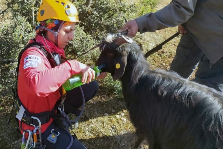 Sarp kayalıklarda ke&ccedil;i kurtarma operasyonu
