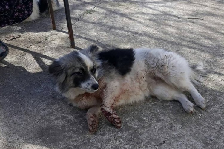 Tavuklarına zarar verdiğini iddia ettiği k&ouml;peği vurdu
