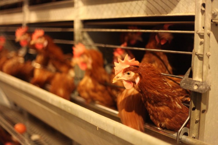 Cezaevinde g&uuml;nde yaklaşık 49 bin yumurta &uuml;retiliyor