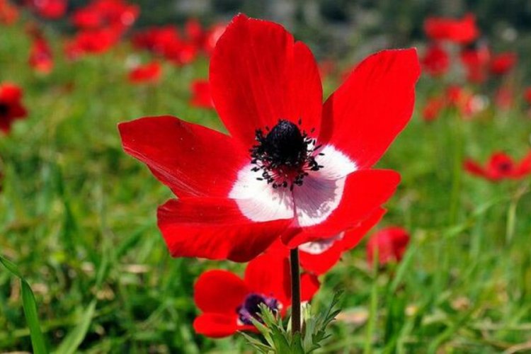 Cemre toprağa ne zaman d&uuml;ş&uuml;yor?