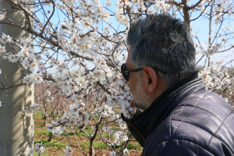 Manisa'da badem ve erik ağa&ccedil;ları &ccedil;i&ccedil;ek a&ccedil;tı