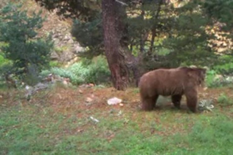 Kış uykusundan uyanan ayıların fotoğrafları &ccedil;ekildi