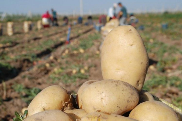 2019 yılında patatesin fiyatı y&uuml;zde 79.97 arttı