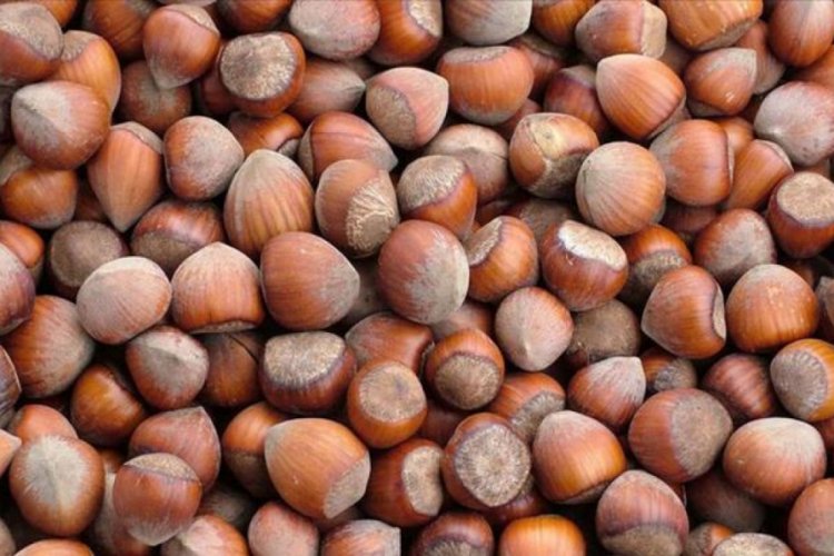 Fındıkta 6 aylık ihracat hedefi tuttu
