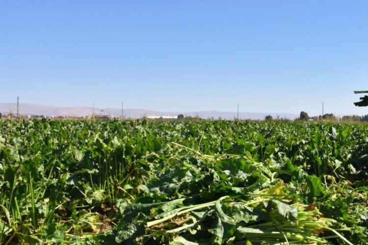 Şeker pancarı &uuml;retimi 430 bin tondan 66 bin tona d&uuml;şt&uuml;