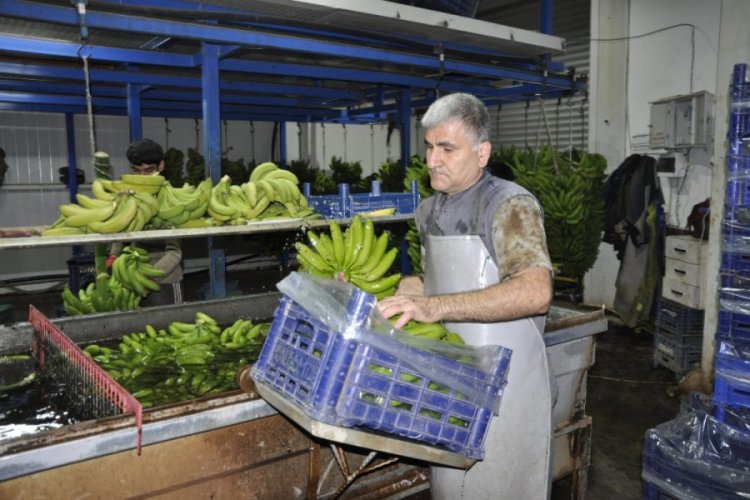 İthal muz yerli muzun fiyatını d&uuml;ş&uuml;rd&uuml;