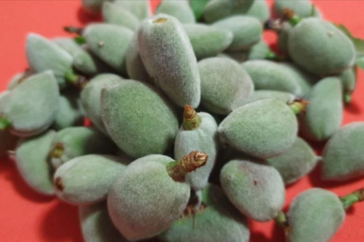 Badem &ccedil;ağlası kilogramı 100 liradan satılıyor