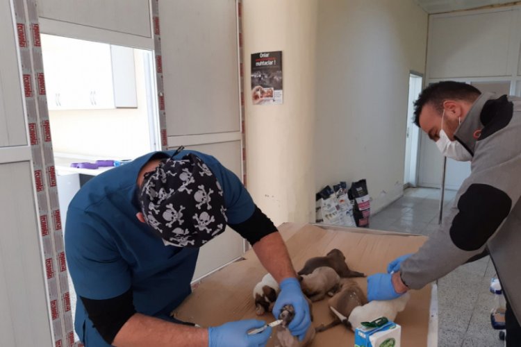 Hakkari'de &ouml;l&uuml;me terk edilen yavru k&ouml;pekler kurtarıldı