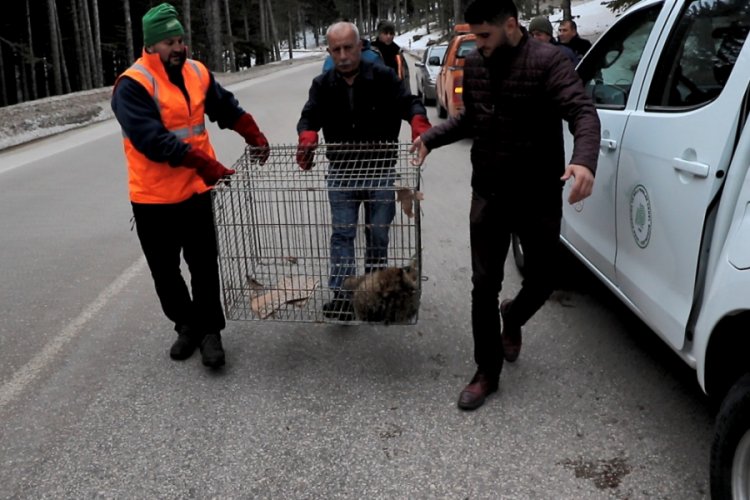 Bursa Uludağ'da otomobil çarptı! Yaralı tilkiyi böyle kurtardılar