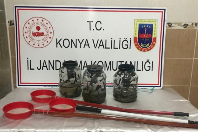 S&uuml;l&uuml;k avcılarına ceza yağdı