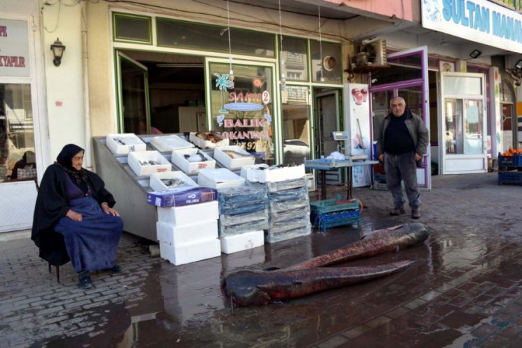120 kilogramlık yayın balıkları yakalandı