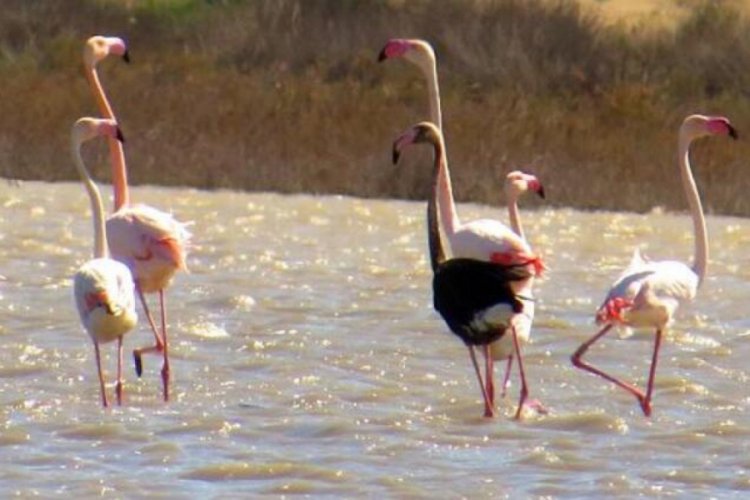 Siyah flamingo, T&uuml;rkiye'de 3 yıl sonra g&ouml;r&uuml;ld&uuml;