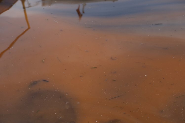 Plankton &ccedil;oğalması deniz suyunu turuncuya d&ouml;n&uuml;şt&uuml;rd&uuml;