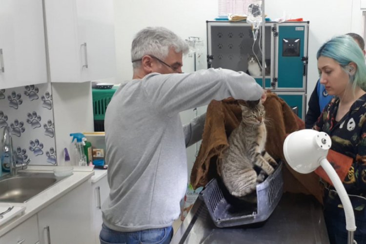 Kedinin ağzına takılan olta kanca &ccedil;ıkarıldı