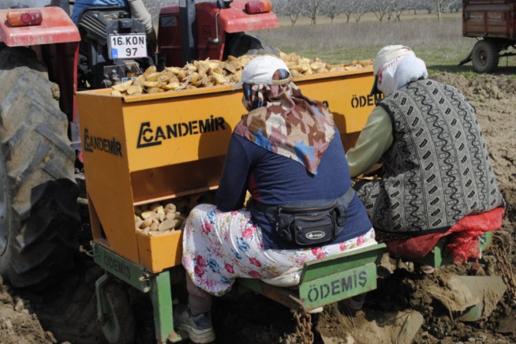 Bursa'da patates ekimi başladı! "450 ile 500 dekar alanda ekim yapacağız"