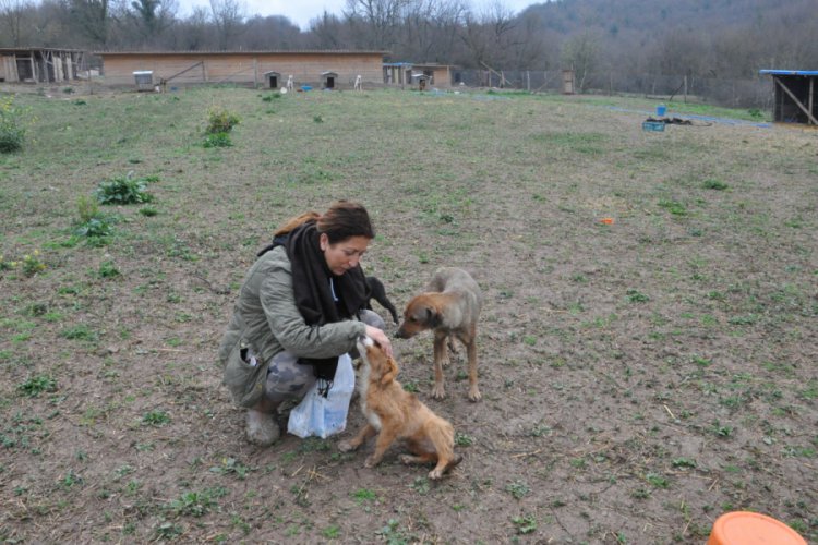 500 k&ouml;peğe baktığı barınak i&ccedil;in yıkım kararı geldi