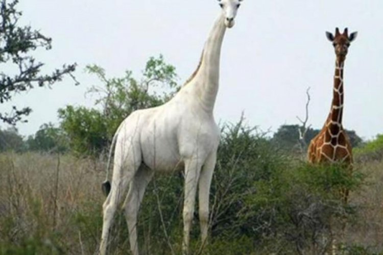 Kenya'da d&uuml;nyada nadir g&ouml;r&uuml;len 2 beyaz z&uuml;rafa &ouml;ld&uuml;r&uuml;ld&uuml;