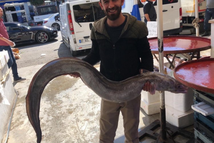 30 kilogramlık &quot;deniz yılan balığı&quot; yakalandı Güncel Haberler