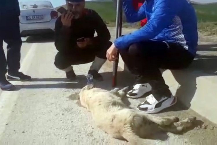 Araba &ccedil;arpan k&ouml;peğin yardımına y&uuml;r&uuml;yenler yetişti