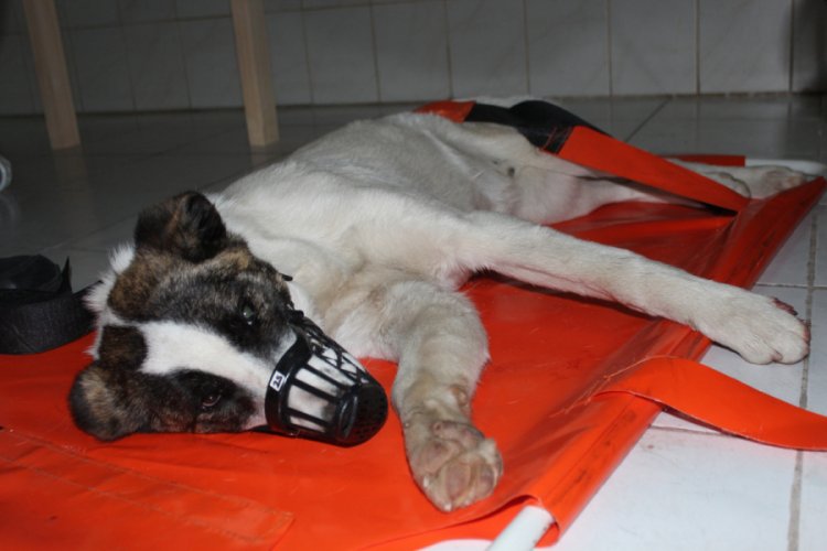 K&ouml;peğe &ccedil;arpıp ka&ccedil;an s&uuml;r&uuml;c&uuml; plakayı yerde unuttu
