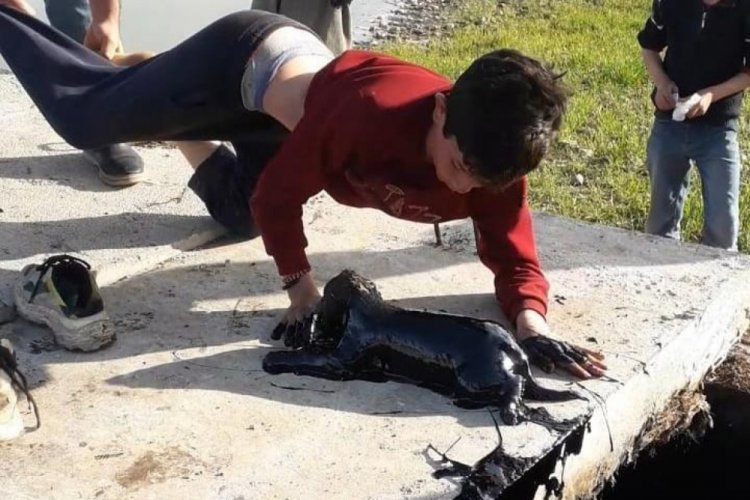 Atık petrol kuyusuna d&uuml;şen yavru k&ouml;pekleri &ccedil;ocuklar kurtardı
