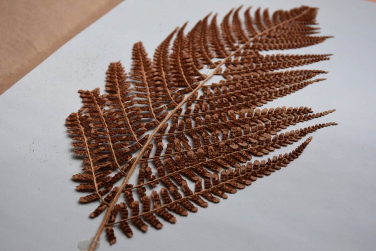 Sivas'ta 30 bin bitkilik 'Herbaryum'