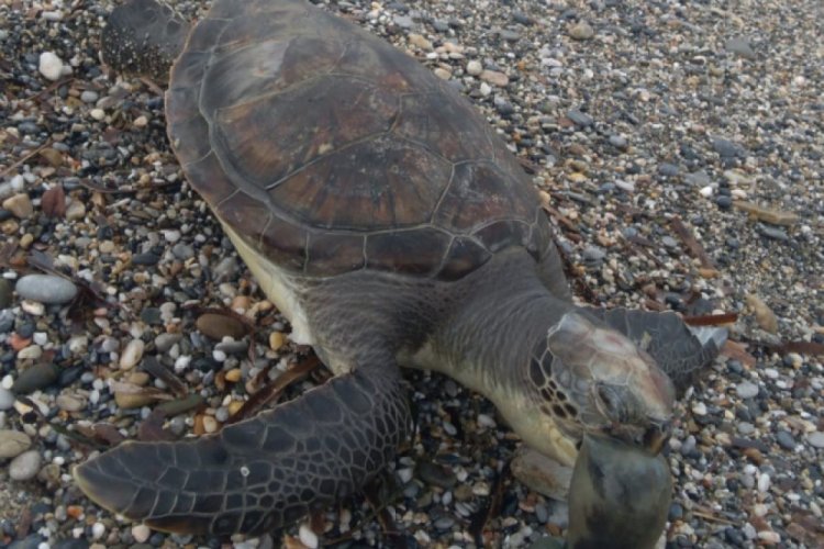 Caretta caretta &ouml;l&uuml;s&uuml; sahile vurdu