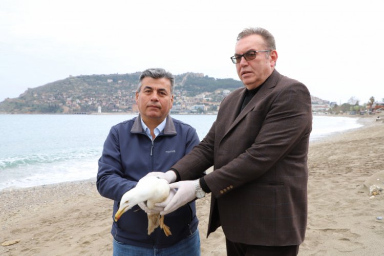Yaralı martı tedavi edildi