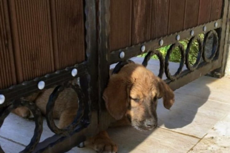 Demir kapıya sıkışan yavru k&ouml;peği kurtarmak i&ccedil;in seferber oldular