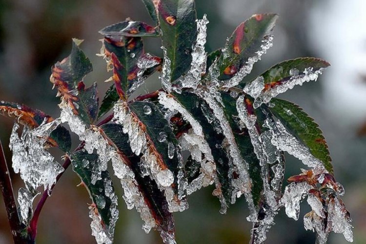 Meteorolojiden Bursa i&ccedil;in zirai don uyarısı
