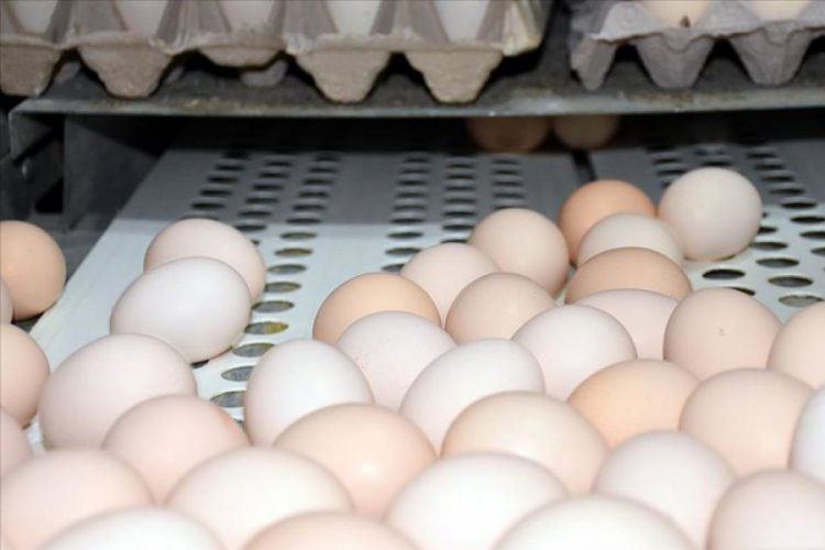 Balışeyh'te &uuml;retilen kulu&ccedil;kalık yumurtalar Rusya'ya ihra&ccedil; ediliyor