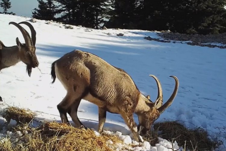 A&ccedil; kalan yaban hayvanları fotokapana takıldı