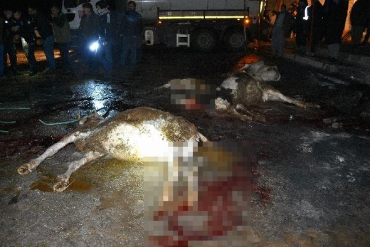 Evler su altında kaldı, hayvanlar telef oldu