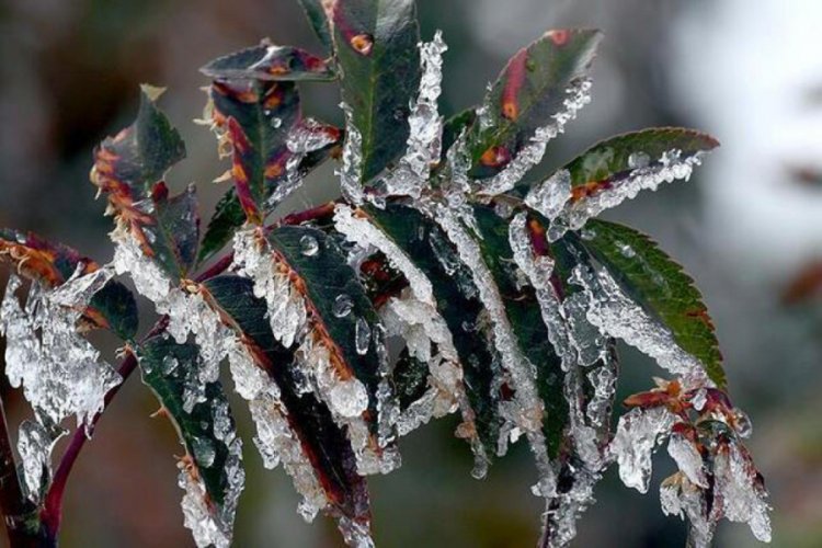 Meteorolojiden yağış ve zirai don uyarısı