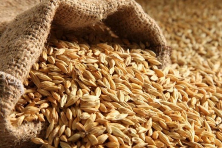 Corana vir&uuml;s tarımı nasıl etkiledi? (&Ouml;ZEL HABER)