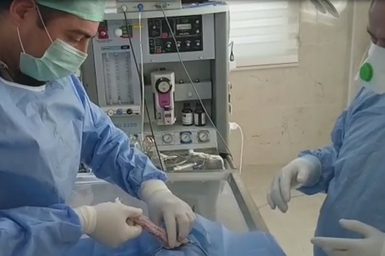 Bursa'da fel&ccedil;li kedi sağlığına kavuşuyor