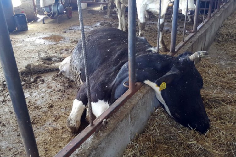 Kopan elektrik teli ahırın &uuml;zerine d&uuml;şt&uuml;; 6 b&uuml;y&uuml;kbaş telef oldu