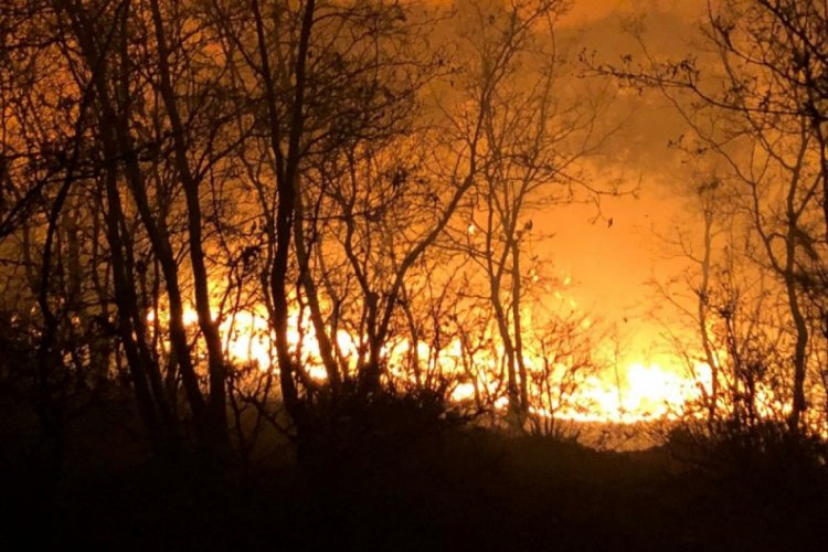 Manisa'da orman yangını b&uuml;y&uuml;meden s&ouml;nd&uuml;r&uuml;ld&uuml;