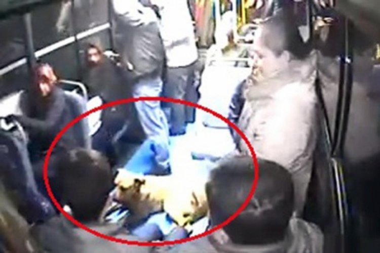 Halk otob&uuml;s&uuml;ne binen k&ouml;peği g&ouml;ren vatandaşlar b&uuml;y&uuml;k panik yaşadı
