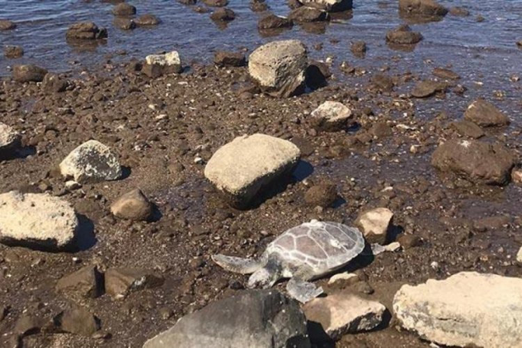 &Ouml;l&uuml; caretta caretta sahile vurdu