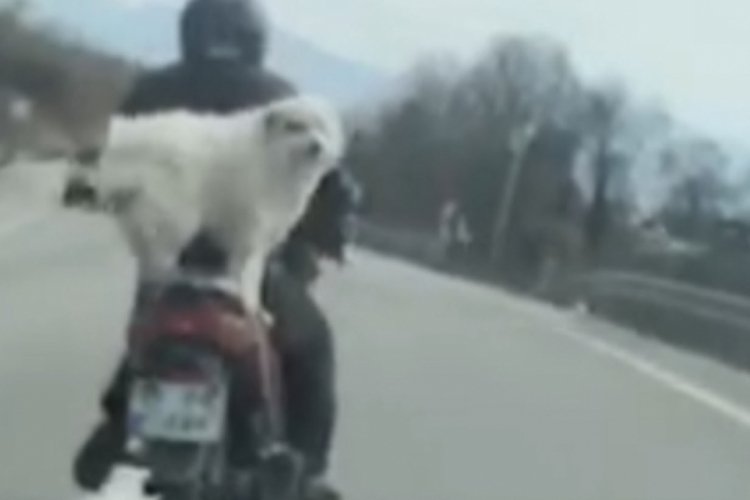 Bursa'da motosiklette arkasındaki k&ouml;pekle yol aldı