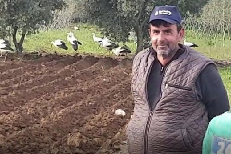 Bursa'da leylekler tarlayı istila etti