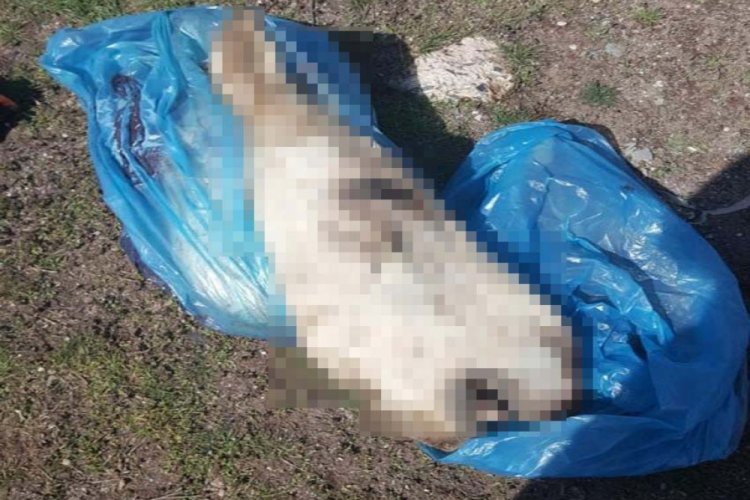 Ka&ccedil;ak hayvan eti operasyonunda 27 bin 868 TL para cezası kesildi