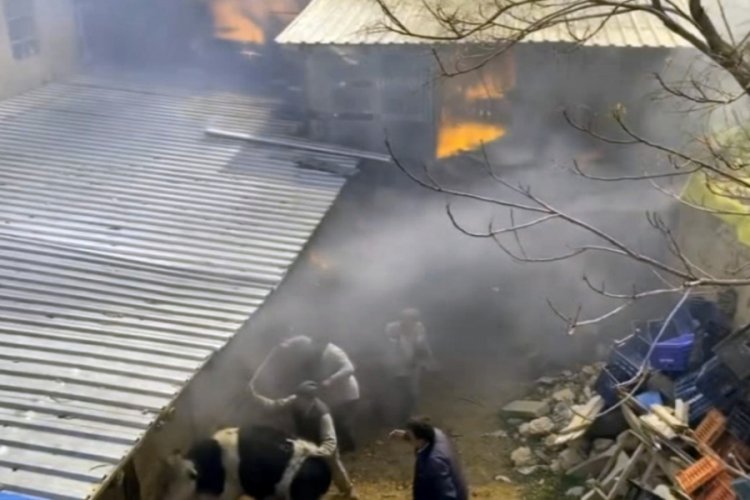 Yangında mahsur kalan inekleri canları pahasına kurtardılar
