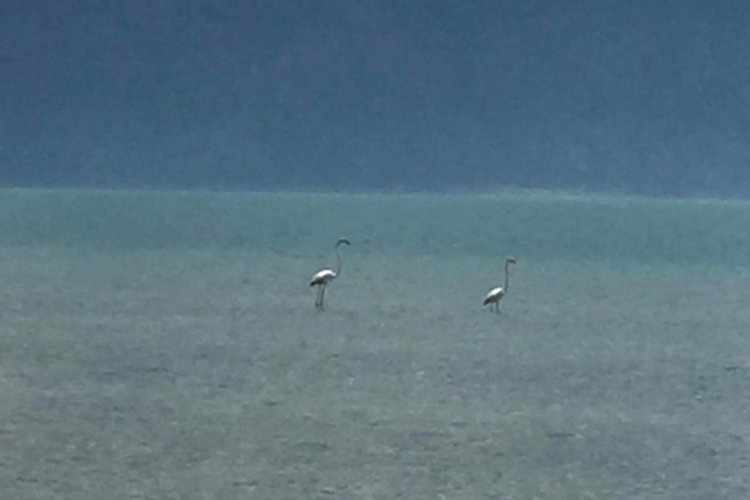 Eğirdir G&ouml;l&uuml;'nde ilk kez flamingolar g&ouml;r&uuml;ld&uuml;