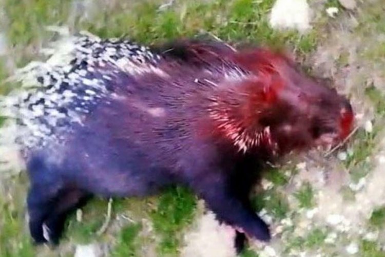Kirpi avlayan 2 kişiye 36 bin lira ceza kesildi!